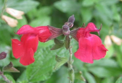 Salvia microphylla 'Cerise Velvet' Salvia 'Cerise Velvet'