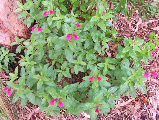 Salvia 'Cerise Velvet' Salvia 'Cerise Velvet'