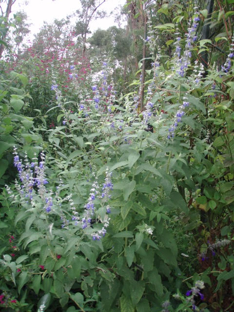 Salvia cuspidata subsp gillsii