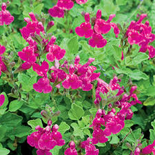 Salvia cyclamen ( microphylla) Salvia microphylla 'Cyclamen'