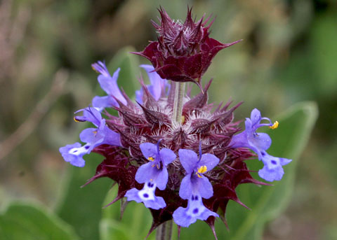 Salvia columbariae - Victorian Salvia Study Group
