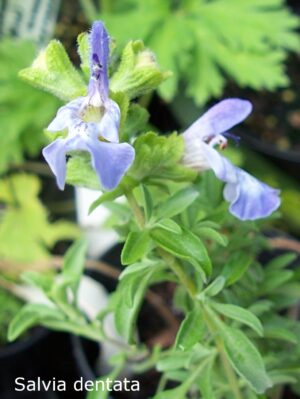Salvia dentata