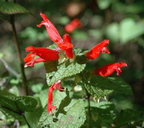 Salvia disjuncta Salvia disjuncta