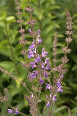 Salvia virgata
