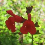 Salvia 'Frirebright'(greggii)