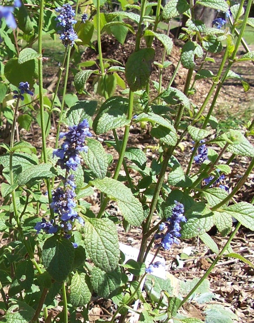 Salvia 'Agnes