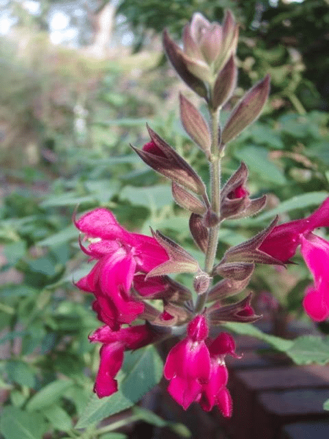 Salvia 'Alice'