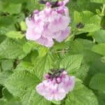 Salvia 'Angel Wings'