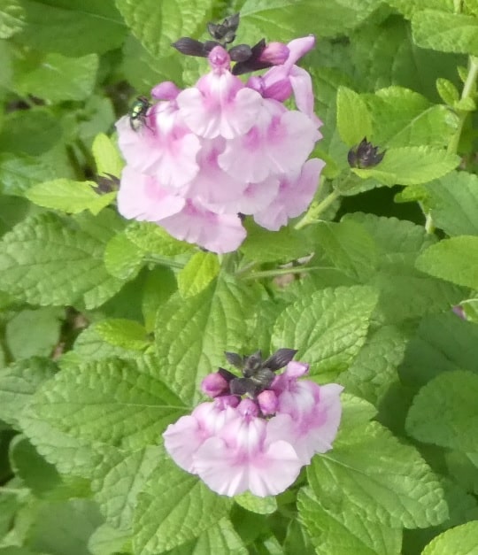 Salvia 'Angel Wings'