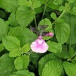 Salvia 'Angel Wings'