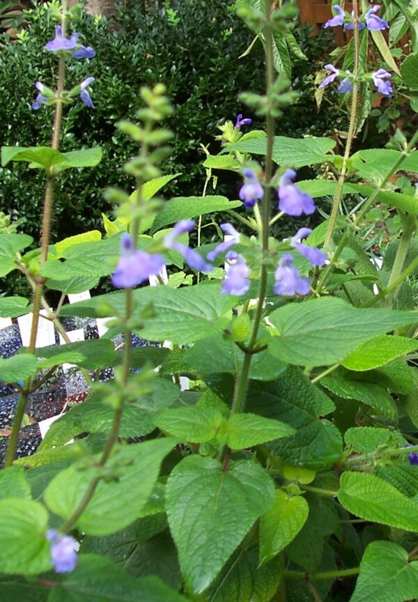 Salvia amarissima