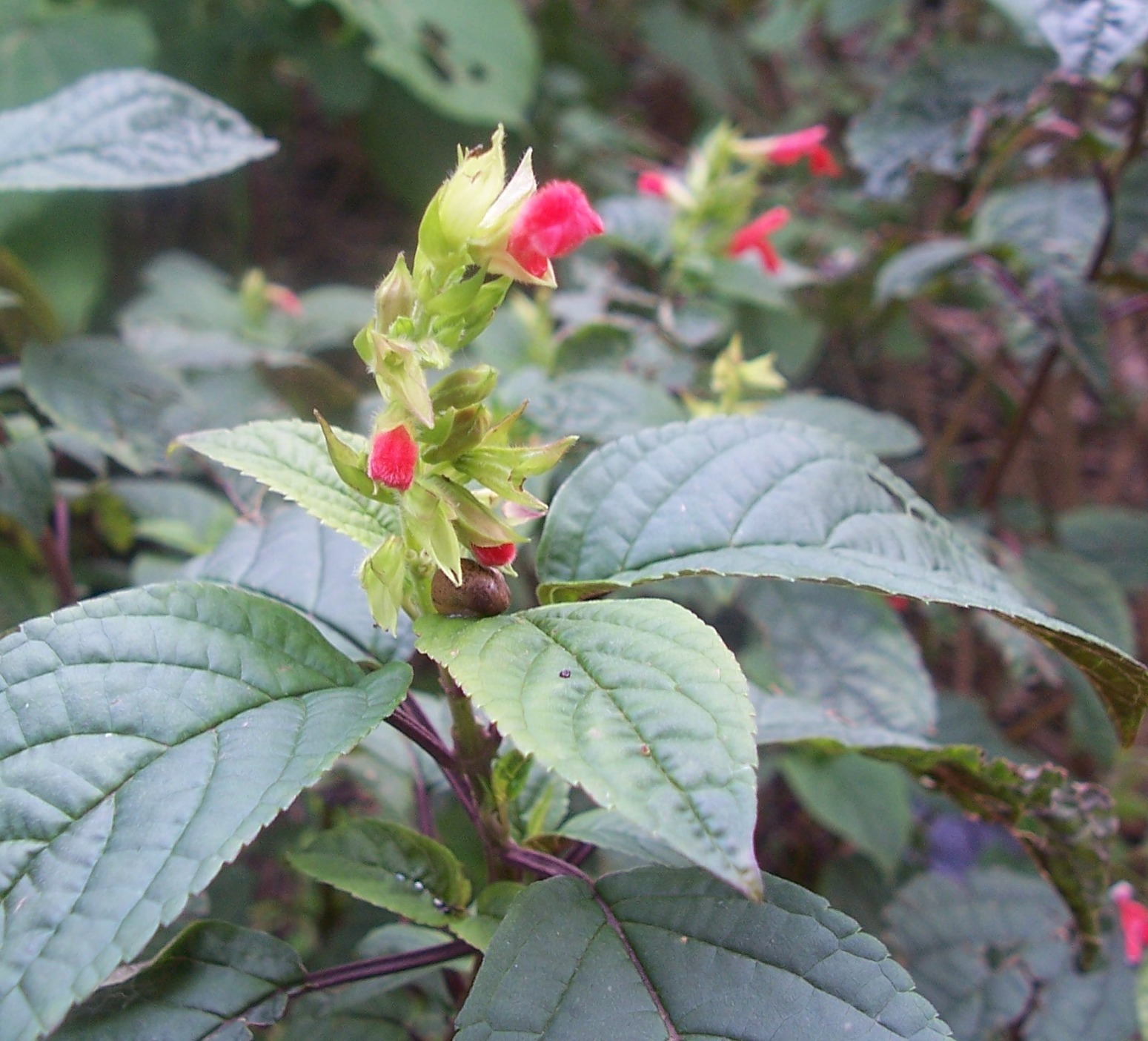 Salvia arenaria