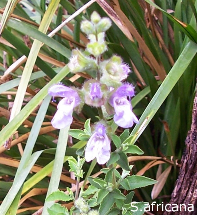 Salvia africana