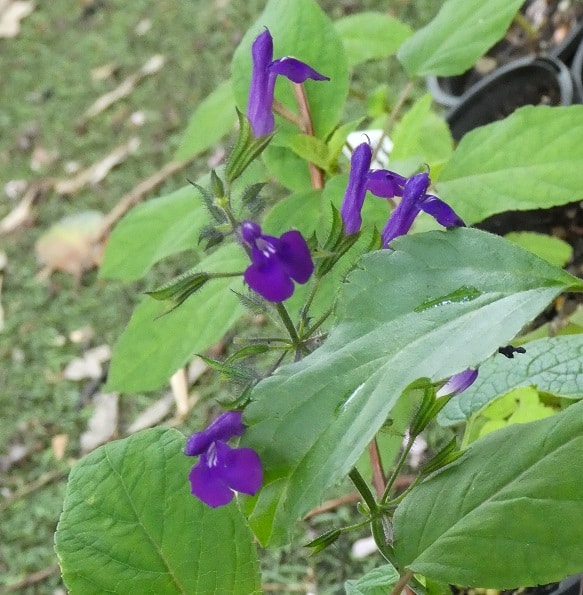 Salvia ampelophylla