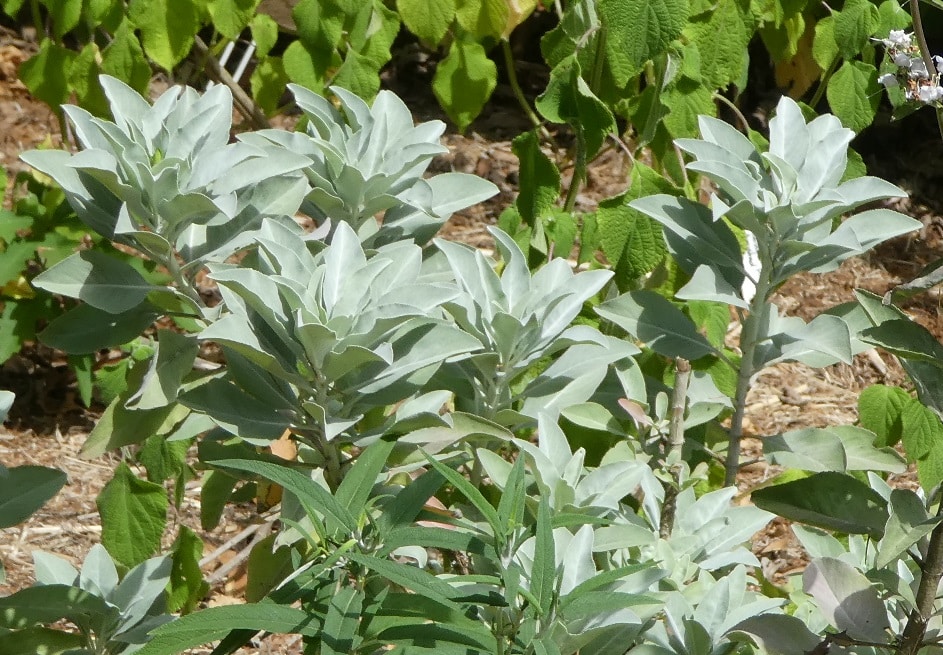 Salvia apiana plants Salvia apiana plants