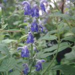 Salvia cuspidata subs gillsii