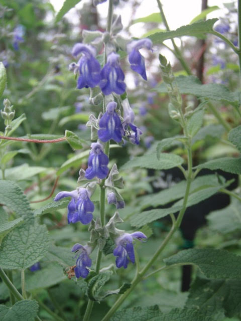 Salvia cuspidata subs gillsii