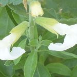 Salvia 'Alba'(greggii)