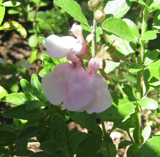 Salvia greggii 'Grace'