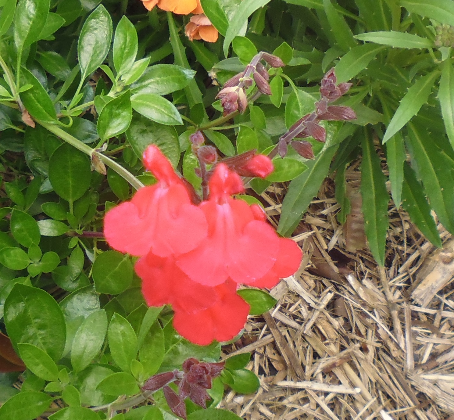 Salvia greggii 'Holly'