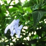 Salvia guaranitica 'Argentine Skies'