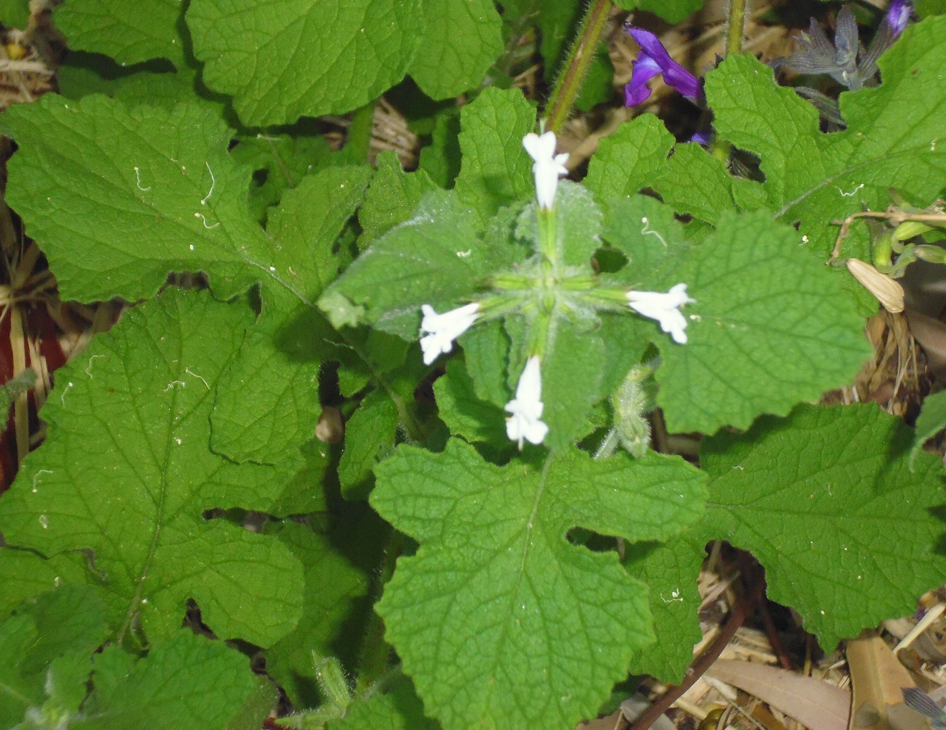 Salvia aurita var galpinnii Salvia aurita var galpinnii