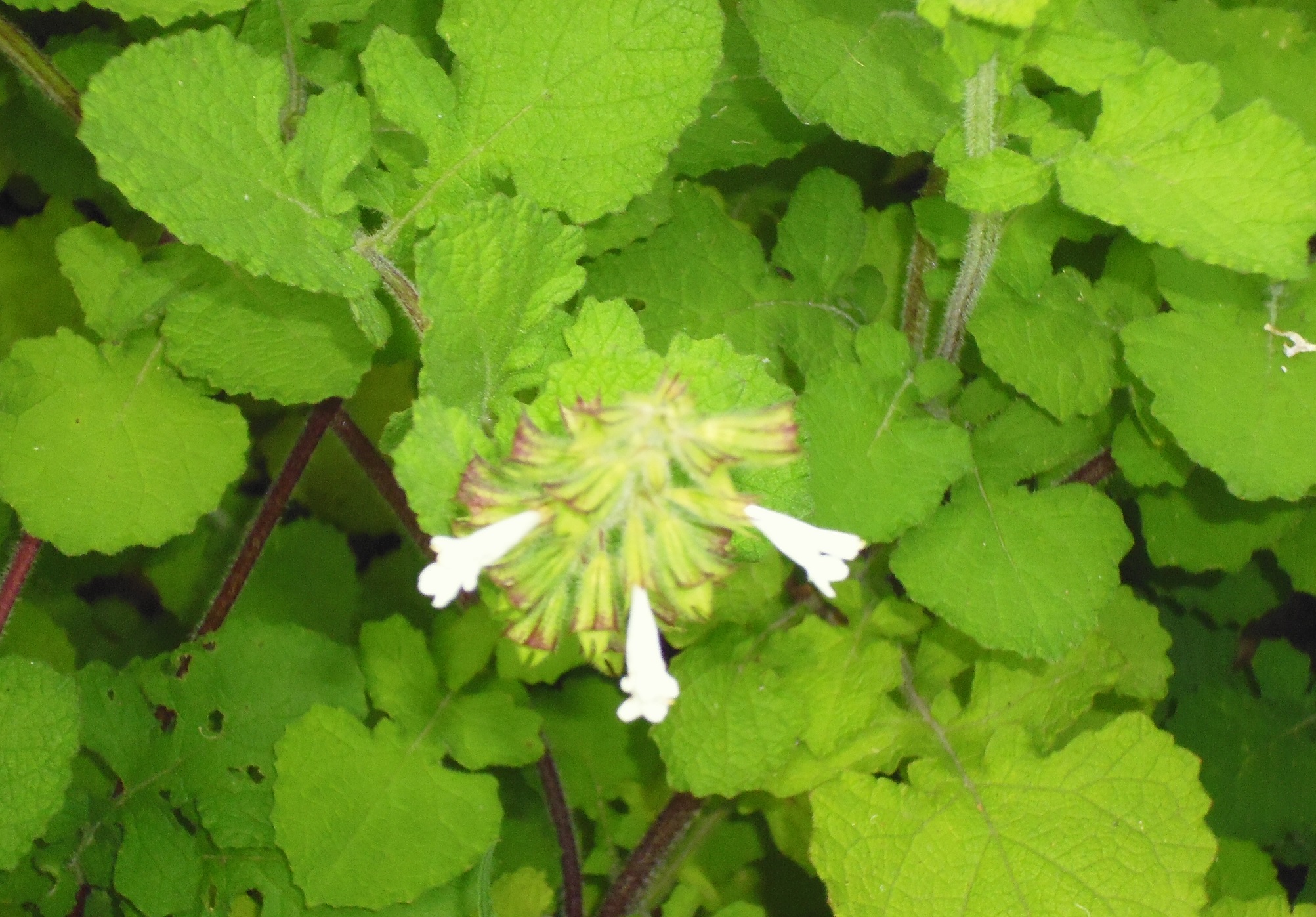 Salvia aurita var. galpinnii