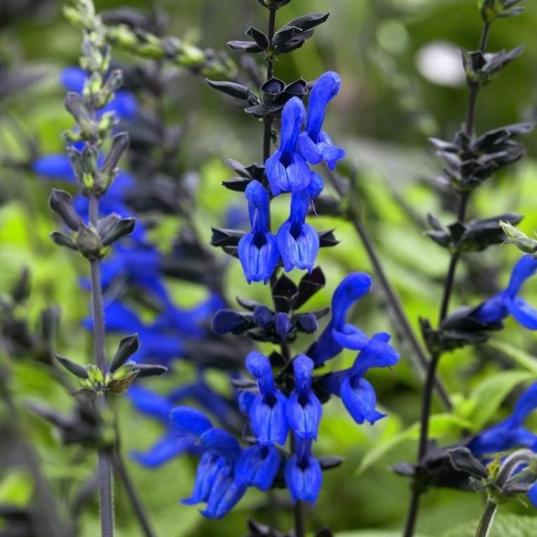 Guaranitica Forms Victorian Salvia Study Group Guaranitica Forms Victorian Salvia Study Group