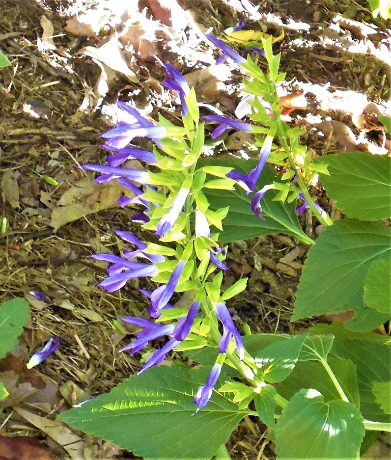 Salvia mexicana 'Lolita'