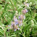 Salvia 'Bee's Bliss'