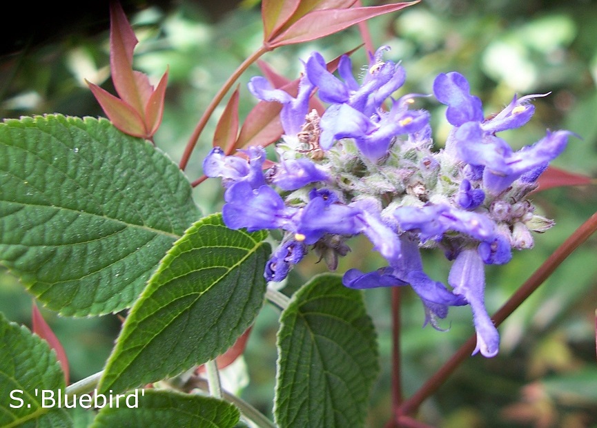 Salvia 'Bluebird'