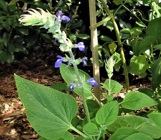 Salvia chiquita Blue'