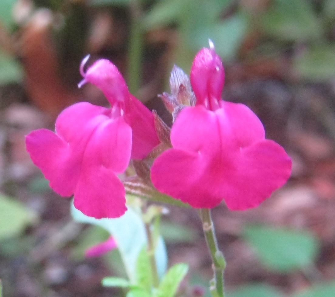 Salvia microphylla 'Heatwave Brilliance' (PBR)