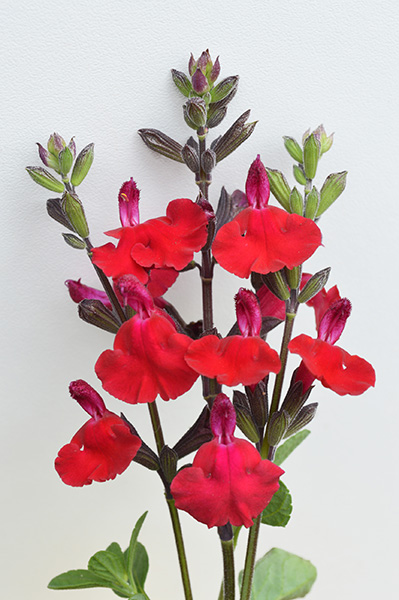 Salvia 'Blaze )Heatwave)