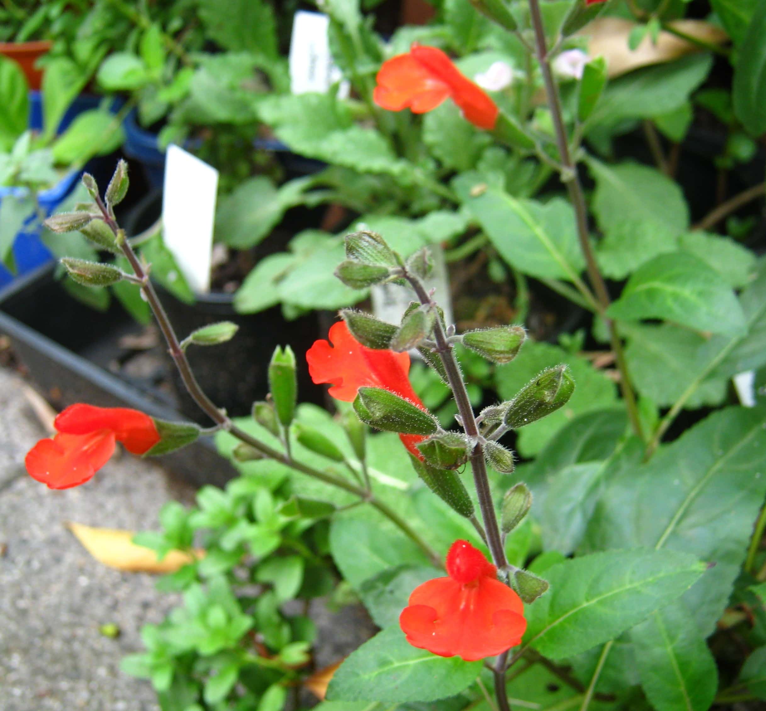 Salvia blephophylla
