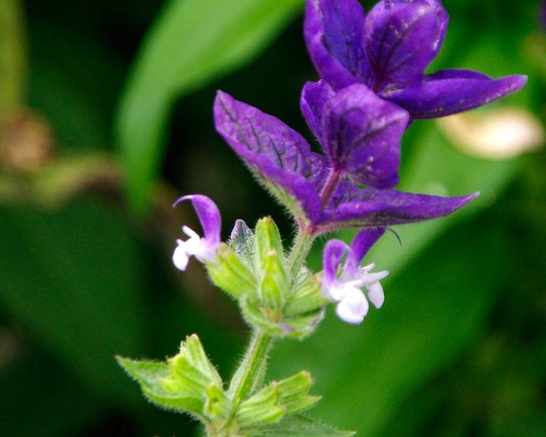 Salvia viridis Victorian Salvia Study Group