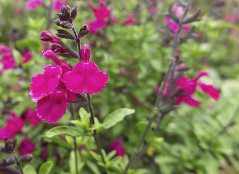 Salvia microphylla 'Heatwave Brilliance' Salvia 'Heatwave Brilliance'
