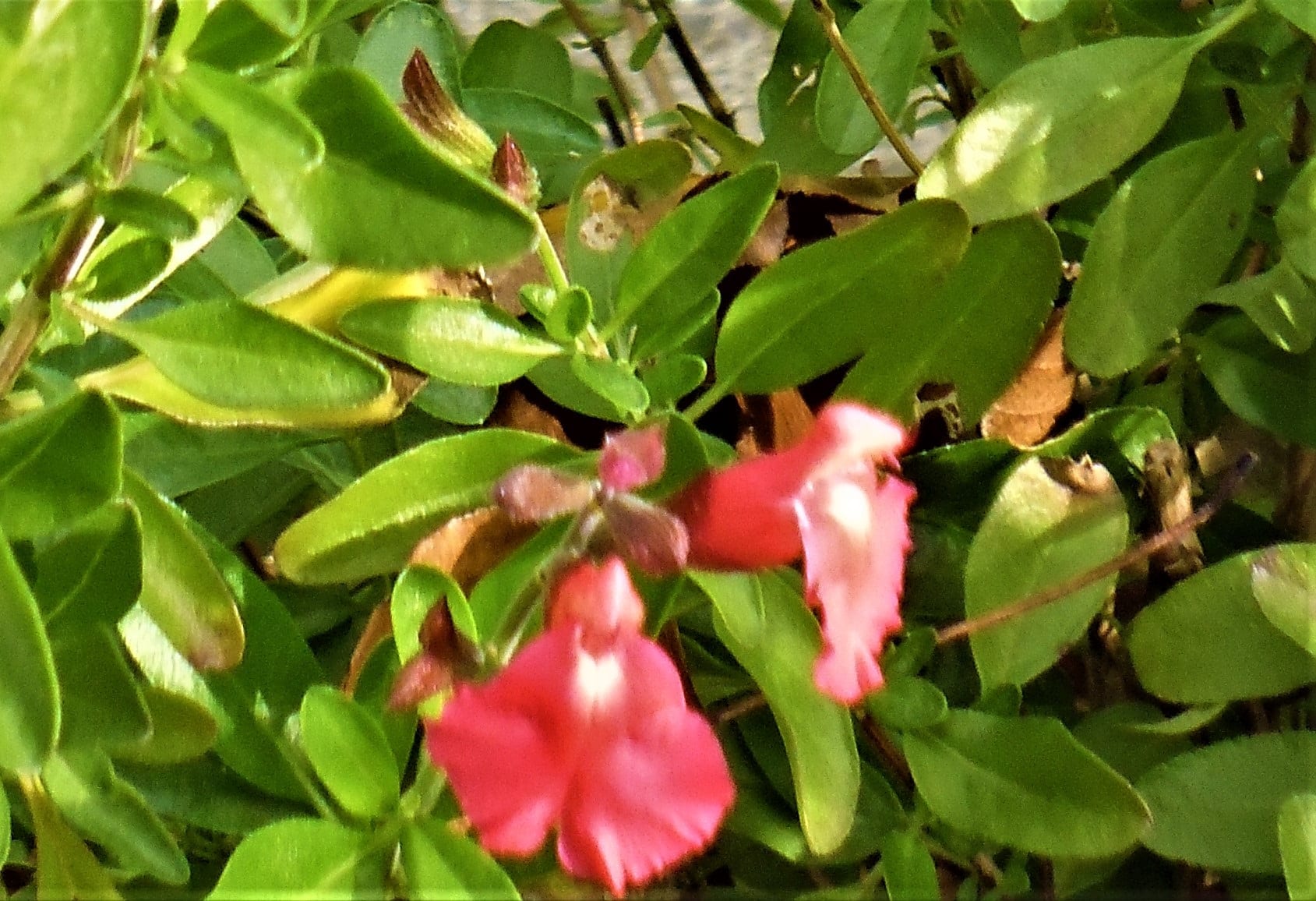 Salvia greggii 'A lo ha'