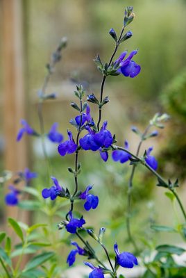 Salvia greggii 'Blue Note' Salvia greggii 'Blue Note'