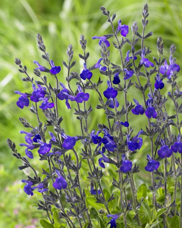 Salvia greggii 'Blue Note' Salvia greggii'Blue Note'
