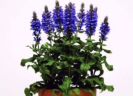 Salvia 'Blue Marvel'