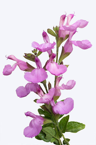 Salvia microphylla 'Heatwave Glitter'