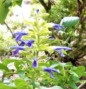 Salvia mexicana 'Lolita'