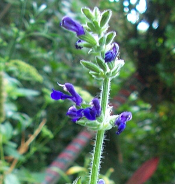 Salvia urica