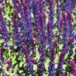 Salvia superba 'Salvatore Blue'