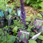 Salvia superba 'Salvatore Blue'