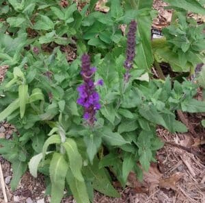 Salvia superba 'Salvatore Blue'