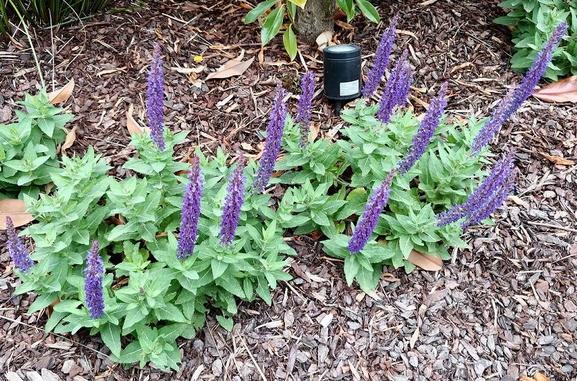 Salvia superba 'Blue Sensation' Salvia superba 'Blue Sensation'