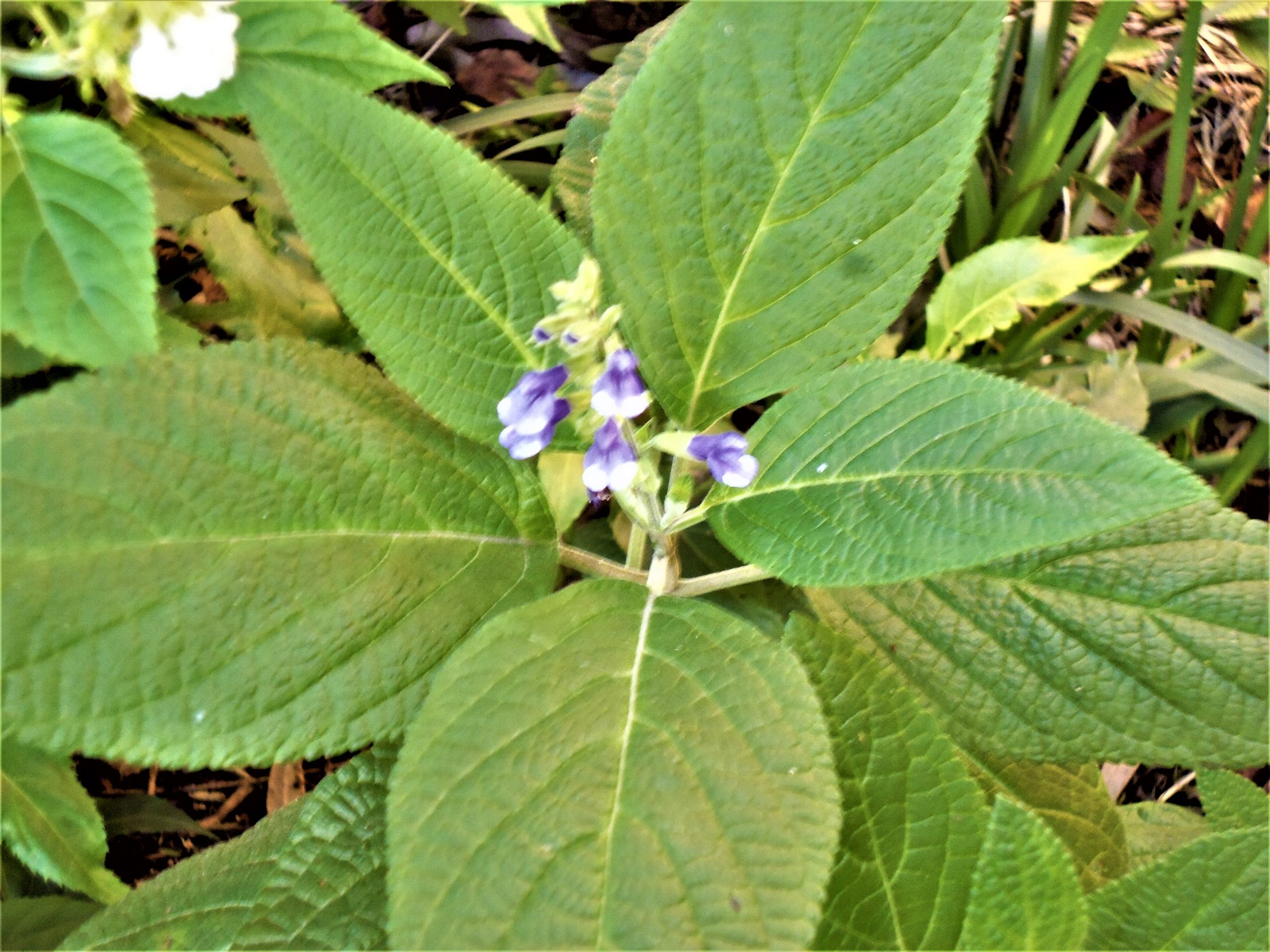 Salvia bogotensis