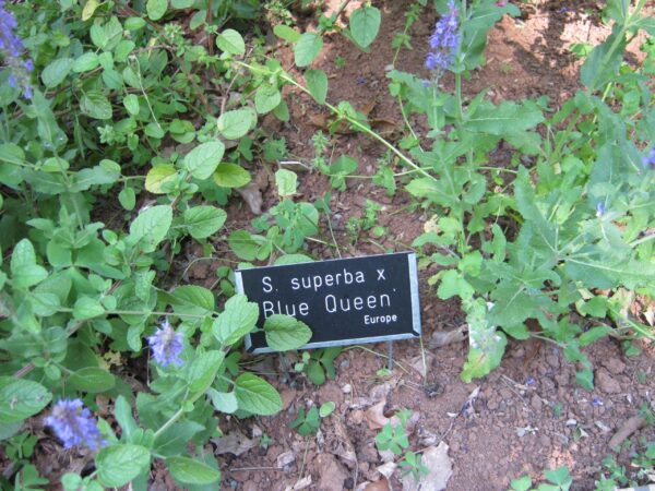 Salvia superba 'Blue Queen'